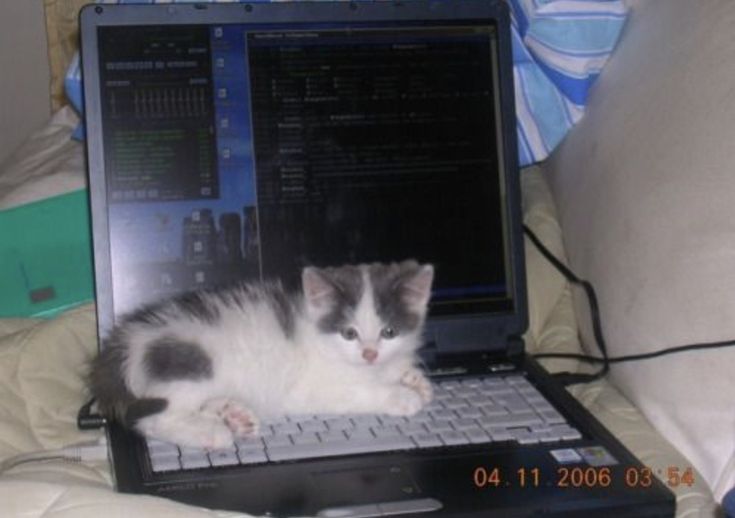 cat meme