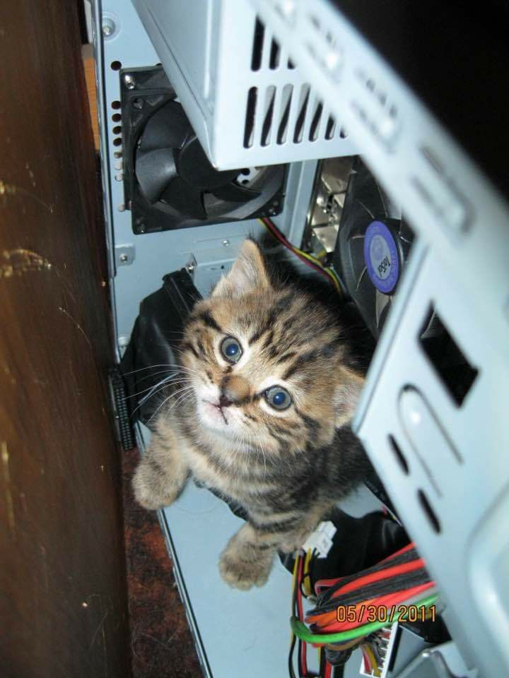 cat meme