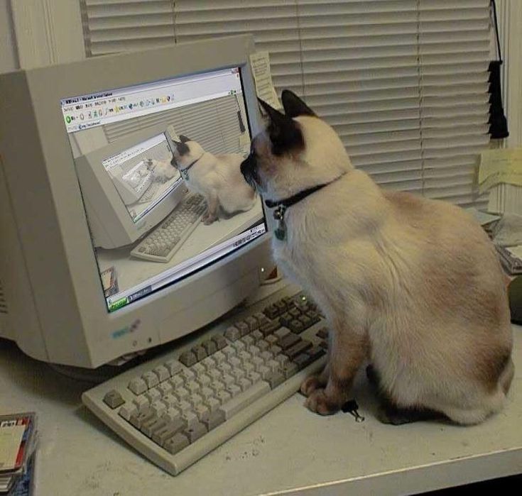 cat meme