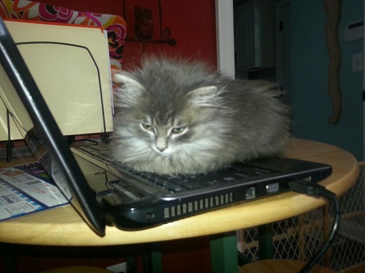 cat meme