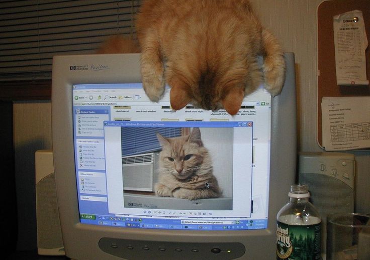cat meme