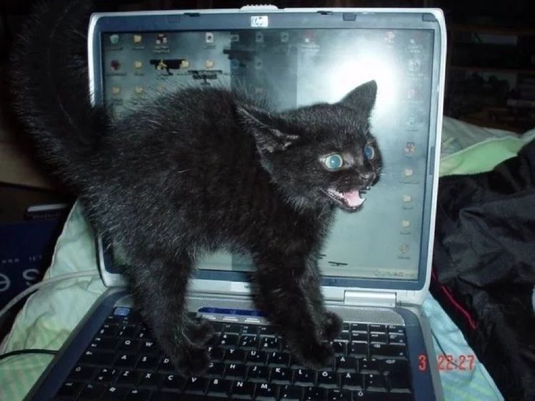cat meme