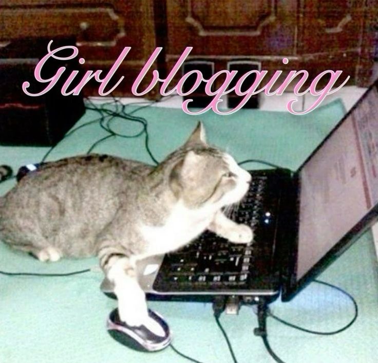 cat meme