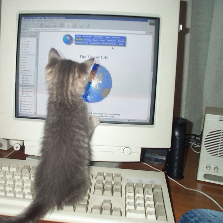 cat meme