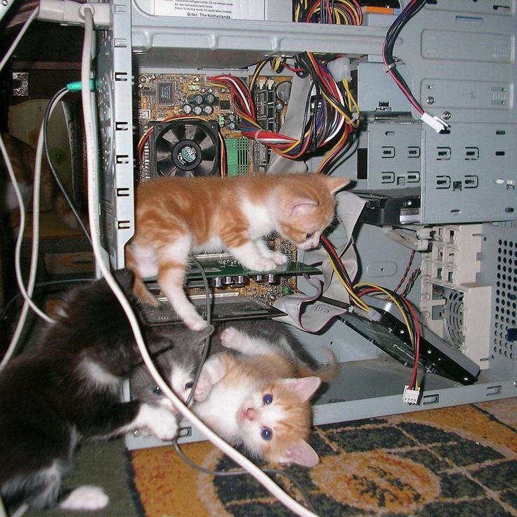 cat meme