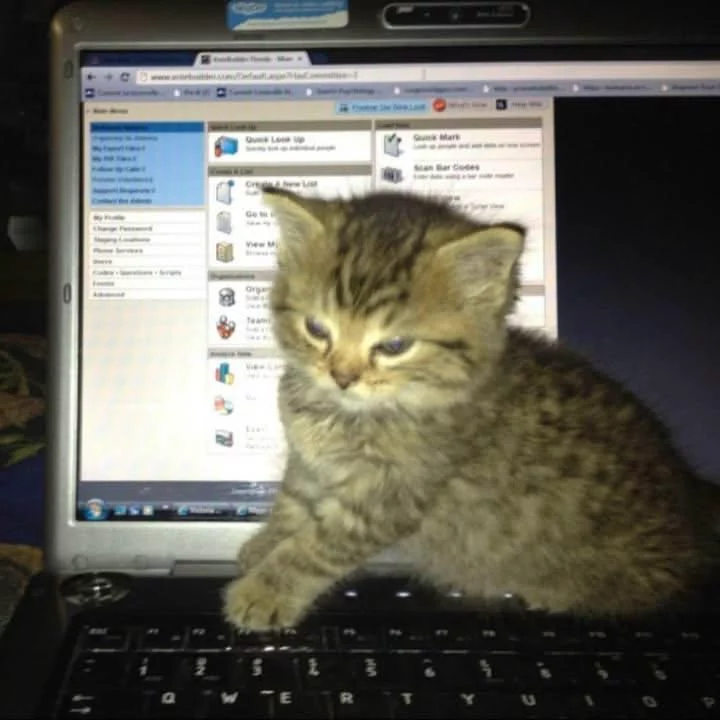 cat meme