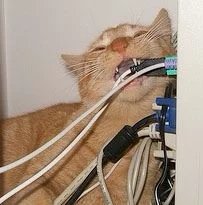 An orange tabby cat enthusiastically chewing on a tangle of ethernet and power cables.